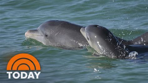 Dolphin moms use baby talk to call to their young